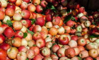 Korzyści ze spożywania octu jabłkowego rubin