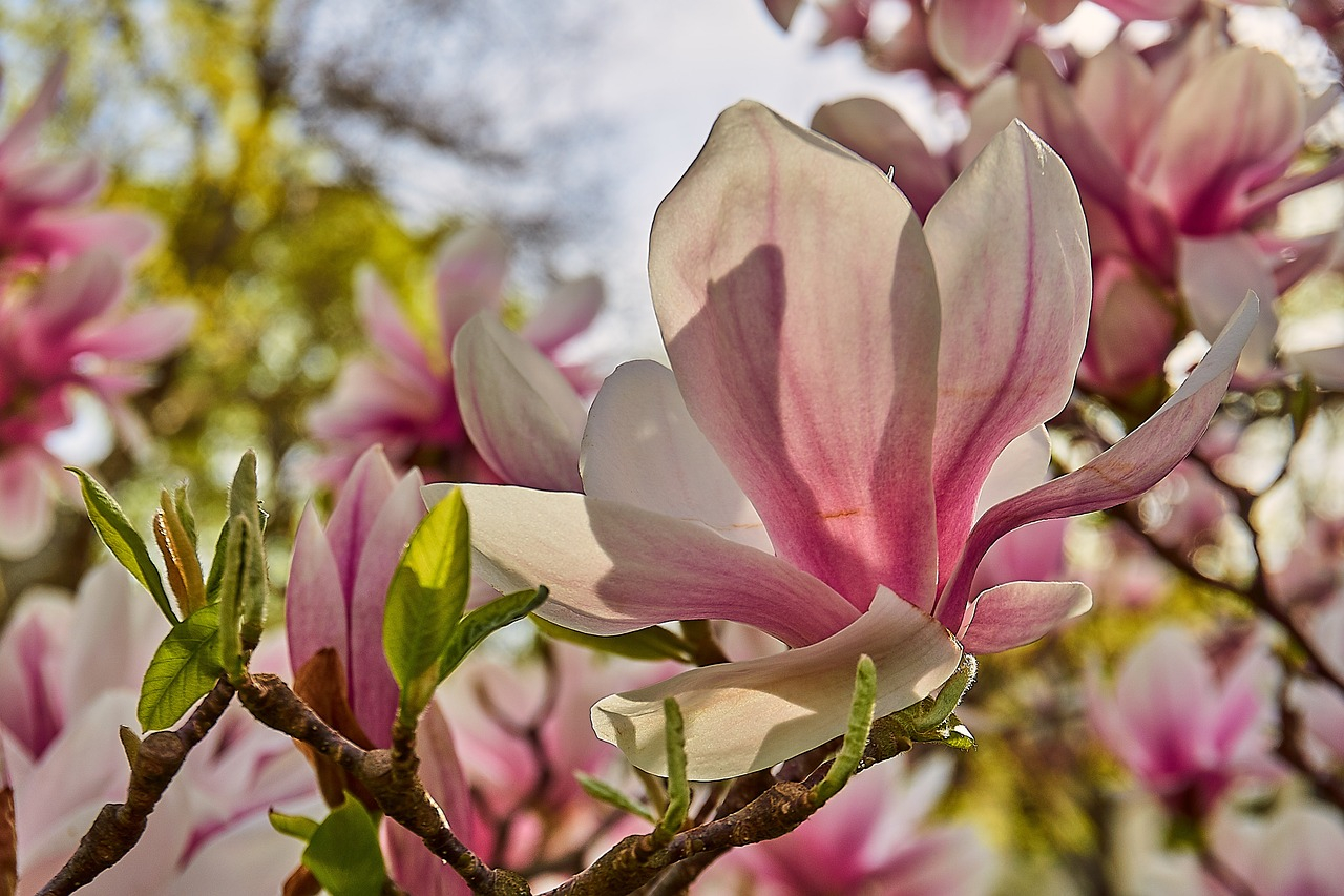 ochrona magnolii przed zimą