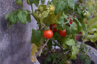 Uprawa pomidorów w donicach - zasady pielęgnacji   