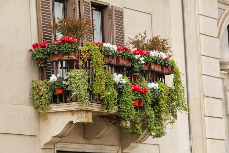 Szkodniki kwiatów balkonowych